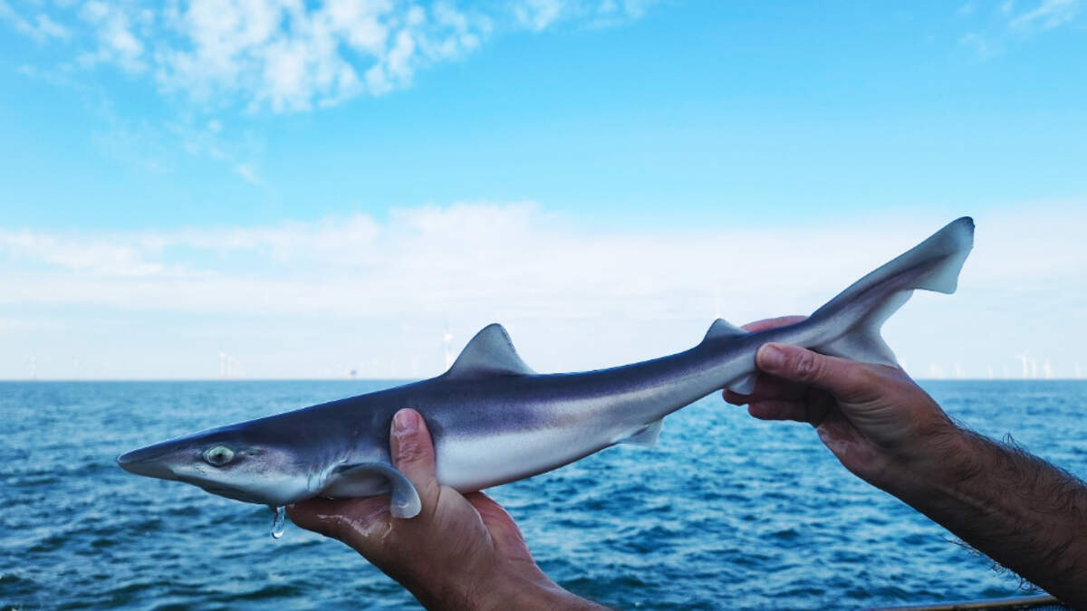 Researchers capture three rare smooth-hound sharks in Belgian North Sea