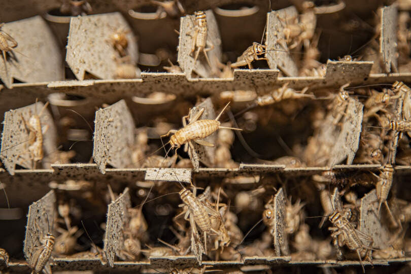 Boon-winnaar Safae el Khannoussi wint ook de Libris Literatuurprijs met