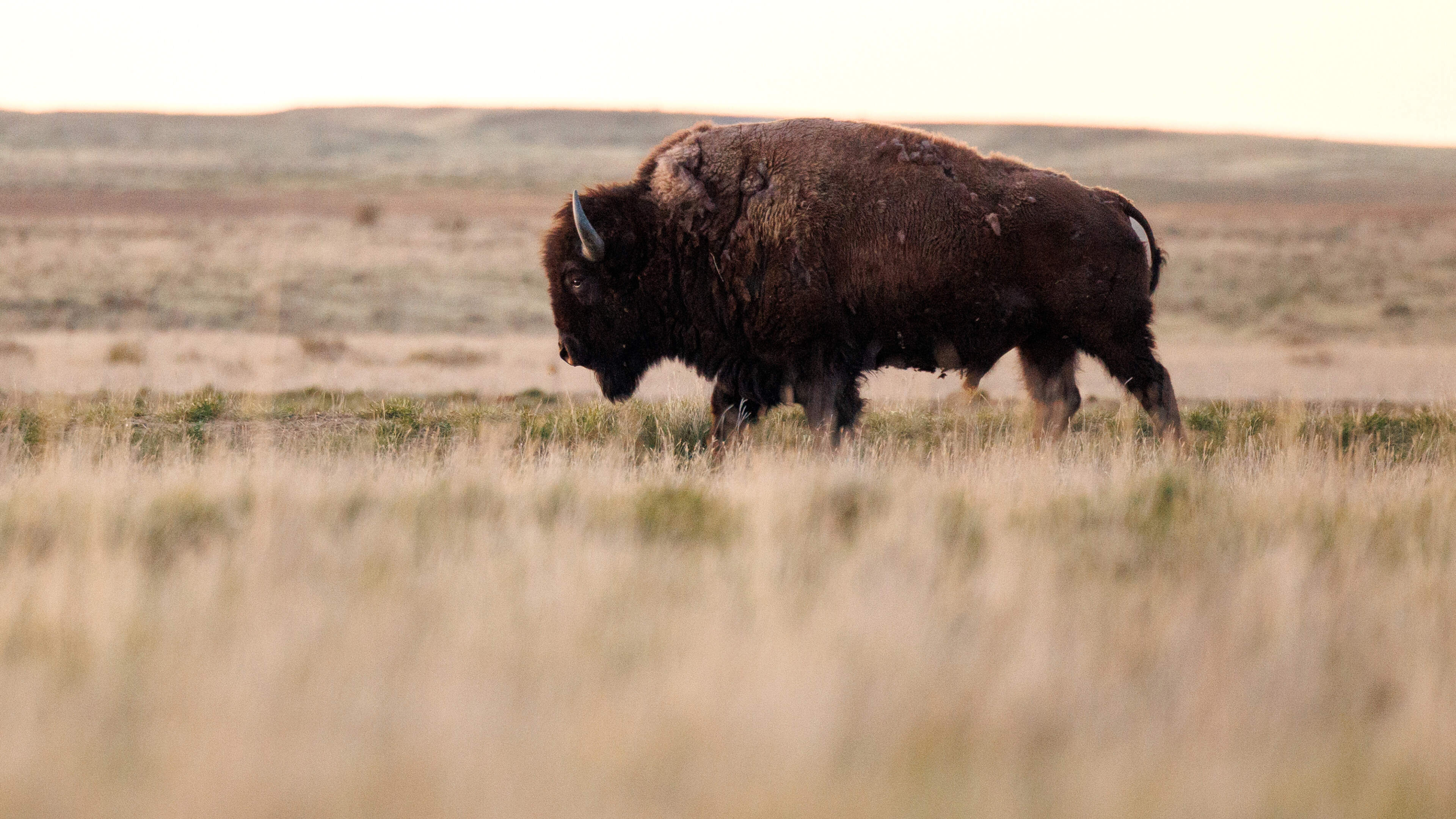 In Montana zijn veel vroegere fans Trump beu. Nu moeten ze het nog durven toe te geven