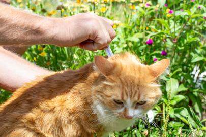 Met een spuitje antitekenmiddel in de nek is een kat maandenlang gevrijwaard van teken.
