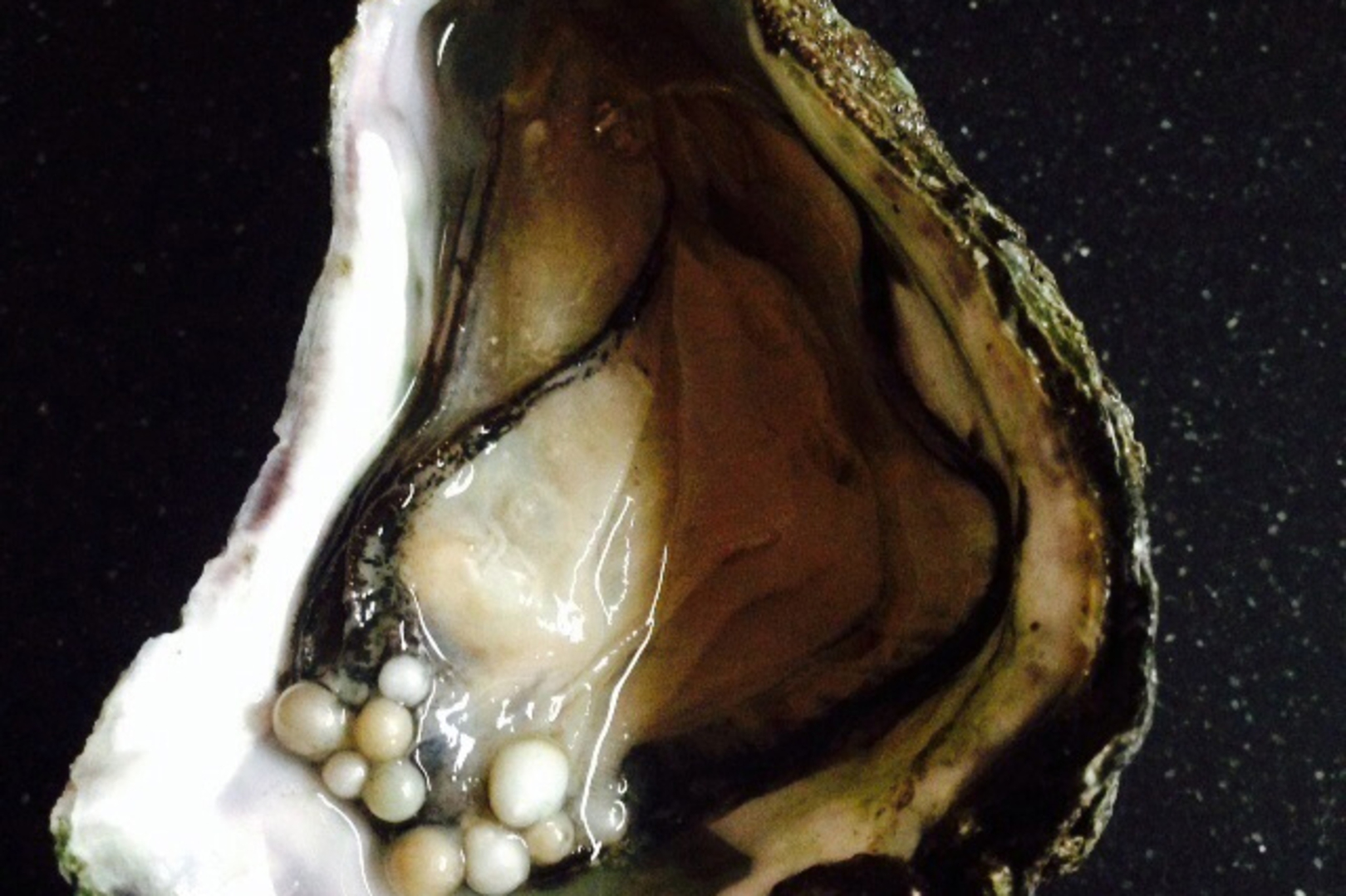 Zeeuwse viswinkel vindt tien parels in één oester | De Standaard