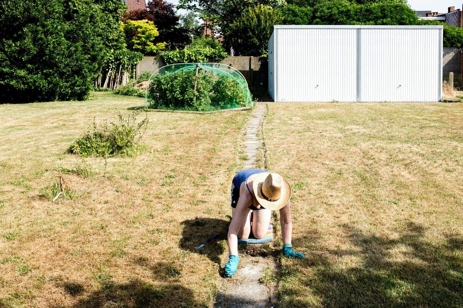 2017/06/21, Kempen, droogte treft de kleine man. foto's katrijn van giel. Foto 2 bij verhaal; Een vrouw uit Wijnegem werkt in de tuin van haar zoon. ‘ik verwijder het gras op zijn paadje, door de droogte komen de wortels goed los’.