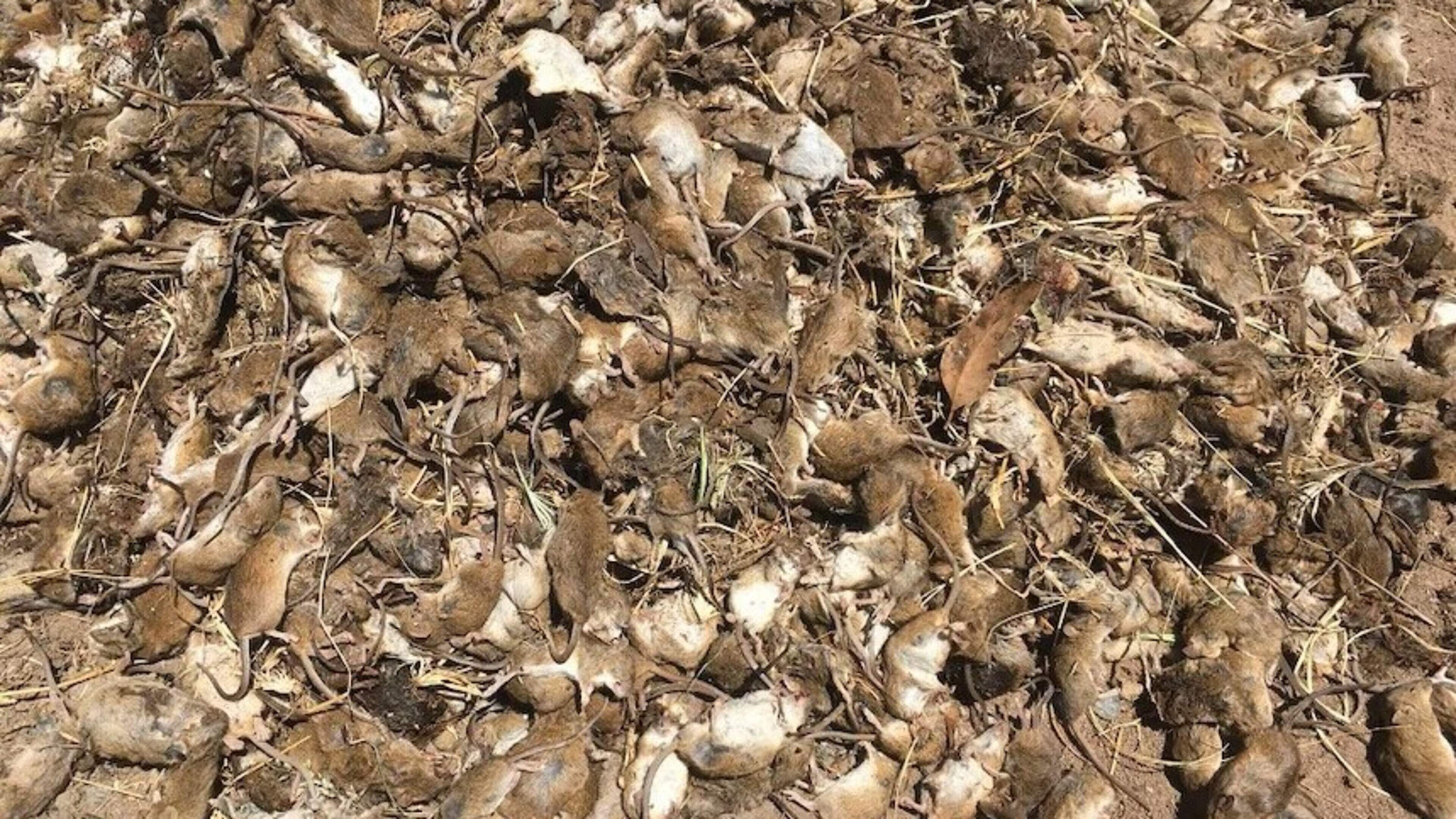 Australië kampt met muizenplaag: “Het is een gevecht dat we 