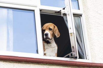 Wat met de huisdieren? 