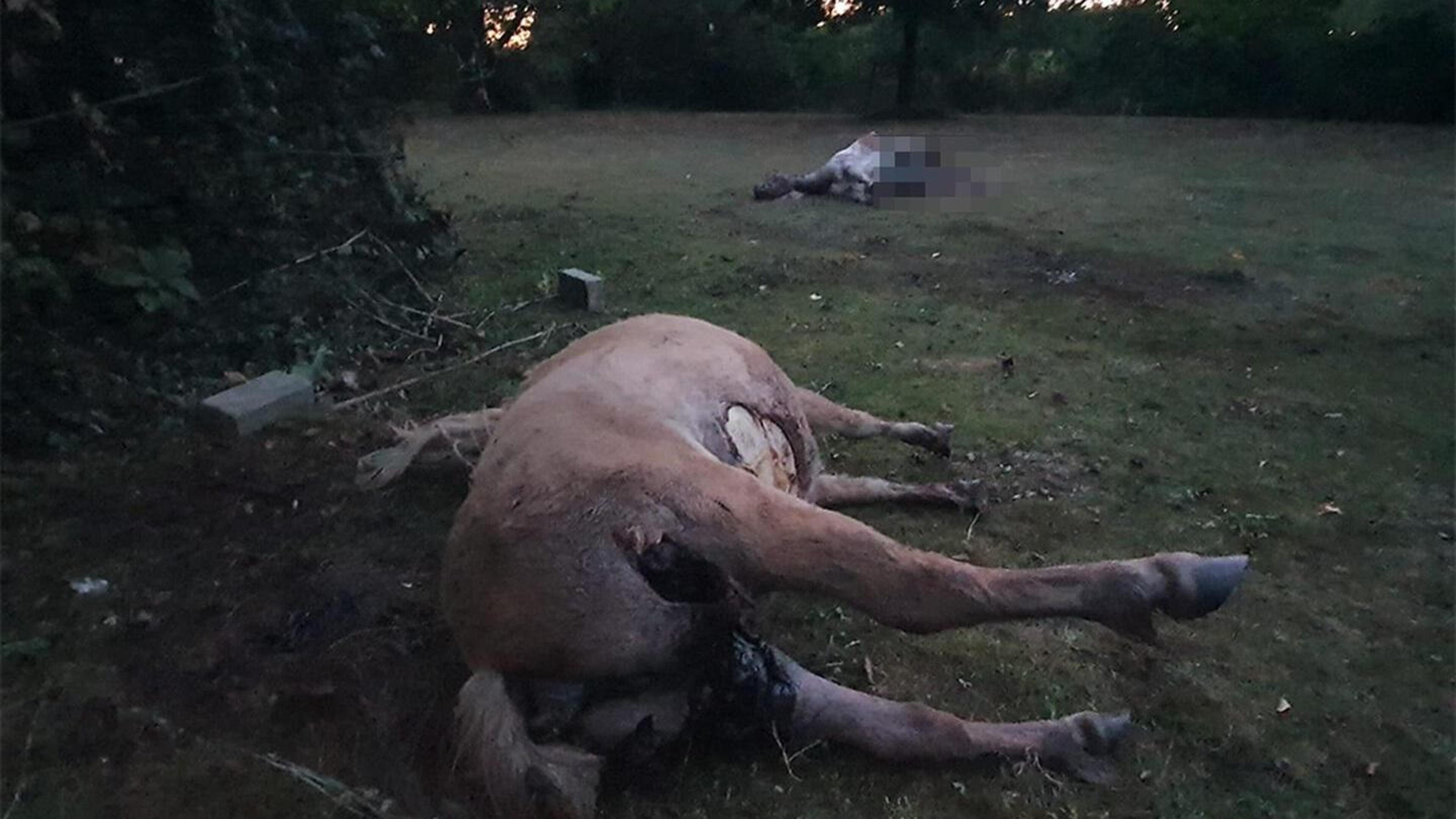 Wolf bijt opnieuw twee pony’s dood en sleurt verderop drie geitjes mee
