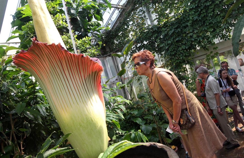 Grootste bloem ter wereld bloeit | De Standaard