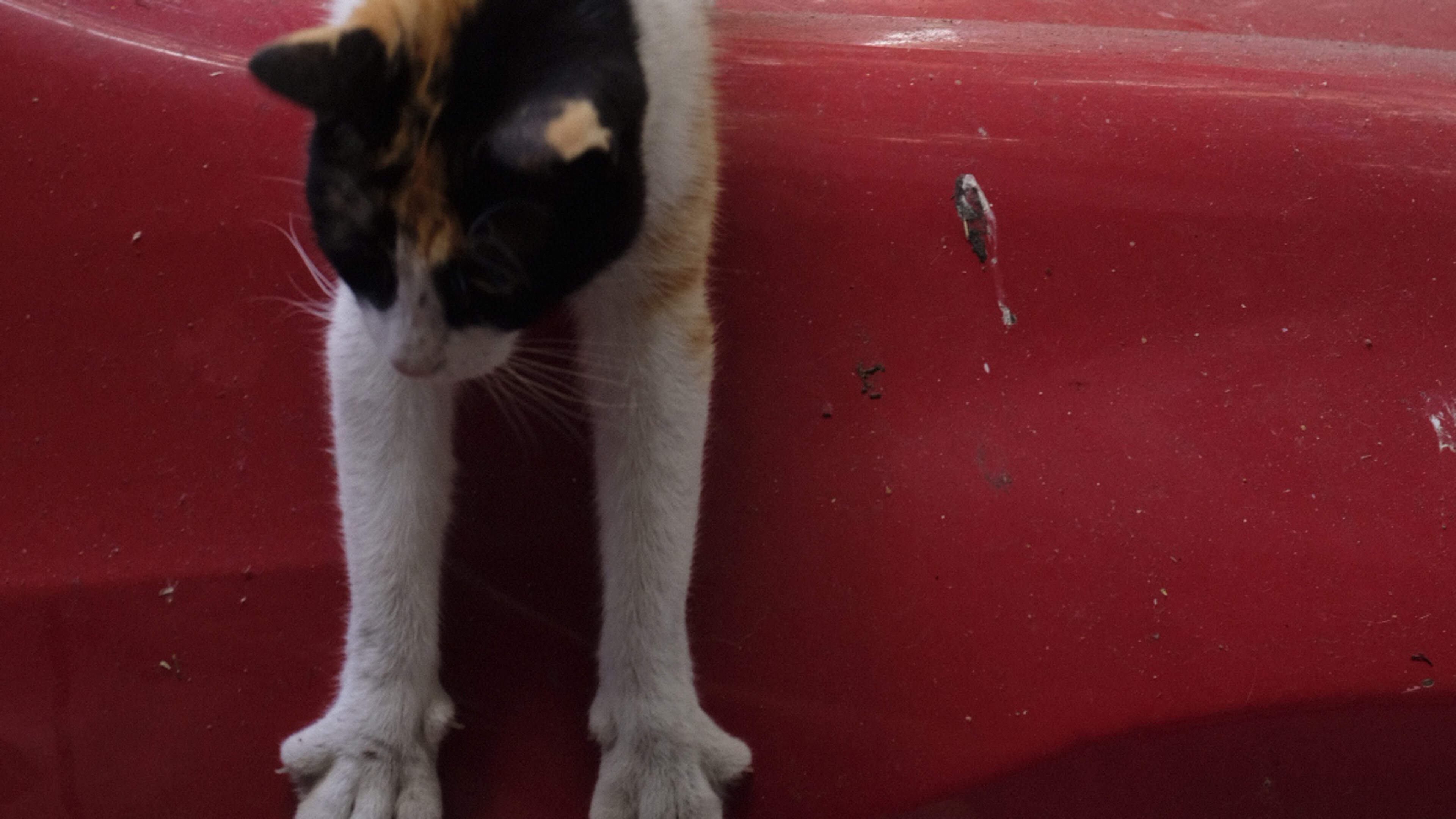 Wat moet je met een dode kat in Turkije? Het dorpshoofd staat klaar