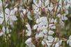 Heeft u de ‘Gaura lindheimeri’ ook al gespot?