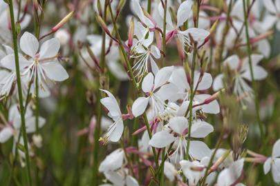 Heeft u de ‘Gaura lindheimeri’ ook al gespot?