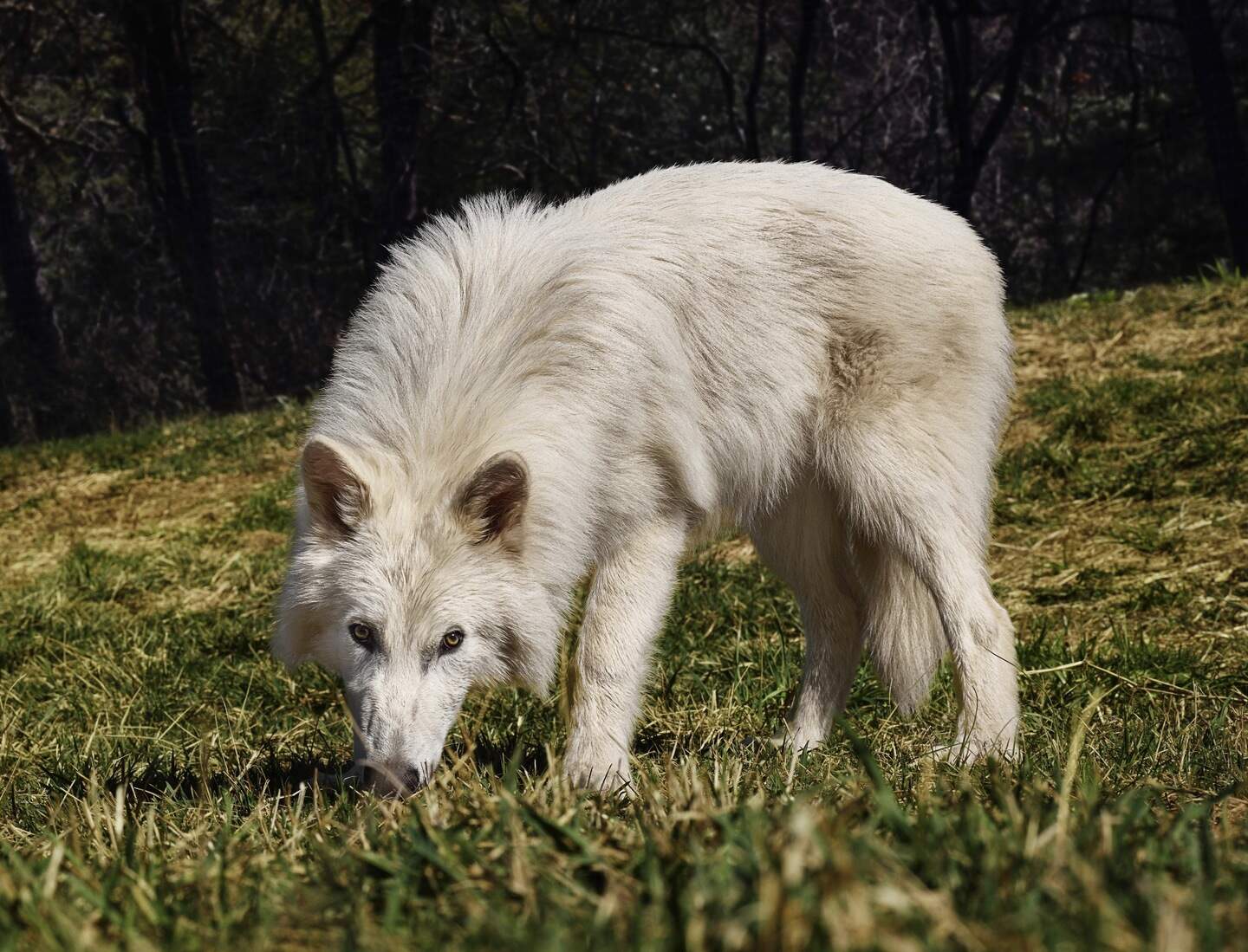 Waarom wekt Amerikaans bedrijf de reuzenwolven uit ‘Game of thrones