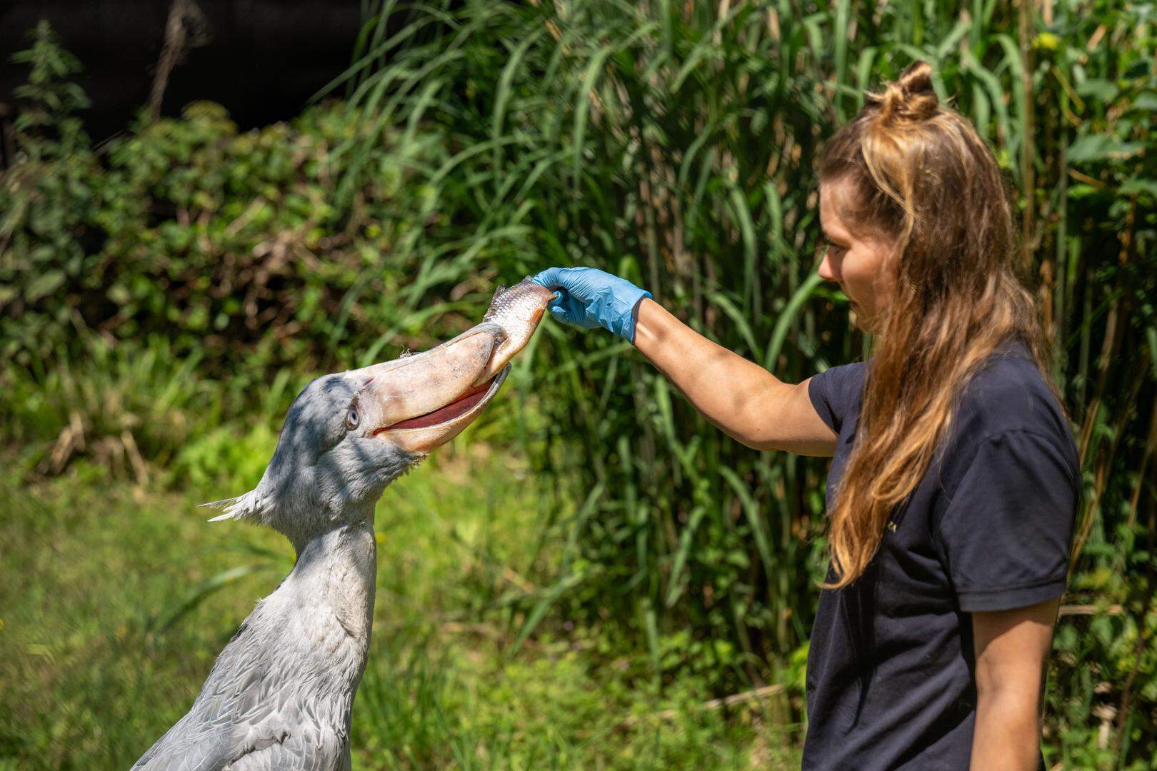 2025/06/11. Pairi Daiza. Repo over de verzorgster Dorianne en haar schoenbekooievaars Yappah en (binnen) Marqoub. Verzorgster Dorianne heeft bijzondere band met “gevaarlijke” schoenbekooievaar uit Pairi Daiza: “Op een dag liet hij me toe in zijn wereld”
Een intense blik. Een prehistorisch silhouet. Een scherpe snavel die de schedel van een krokodil kan verbrijzelen. De schoenbekooievaar is een van de meest raadselachtige en indrukwekkende vogels op deze planeet. Een band met de vogels vormen is niet gemakkelijk, maar verzorgster Dorianne uit Pairi Daiza speelde het toch klaar. Ze kon het vertrouwen winnen van Marqoub, een mannelijke schoenbekooievaar die bekend staat om zijn moeilijk karakter.