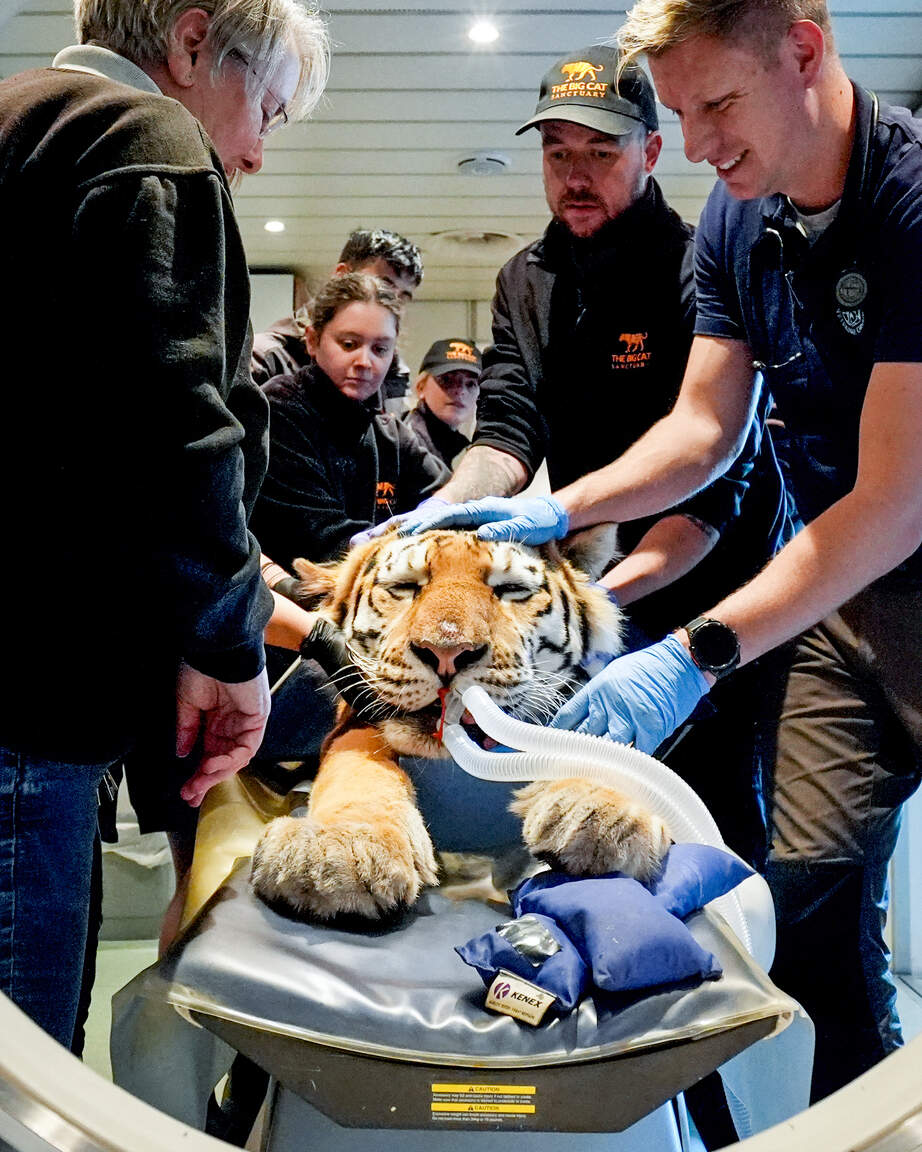 Luca, an Amur Tiger, being prepared for a CT scan to investigate locomotion abnormalities at the Big Cat Sanctuary near Ashford in Kent. Luca is one of three big cats being scanned at the sanctuary with a mobile unit brought to the site which is the first time it has been tried. Picture date: Monday October 27, 2025. (Photo by Gareth Fuller/PA Images via Getty Images)