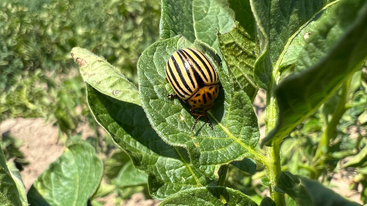België geeft groen licht voor ‘genetische’ insecticide zonder Europese ...