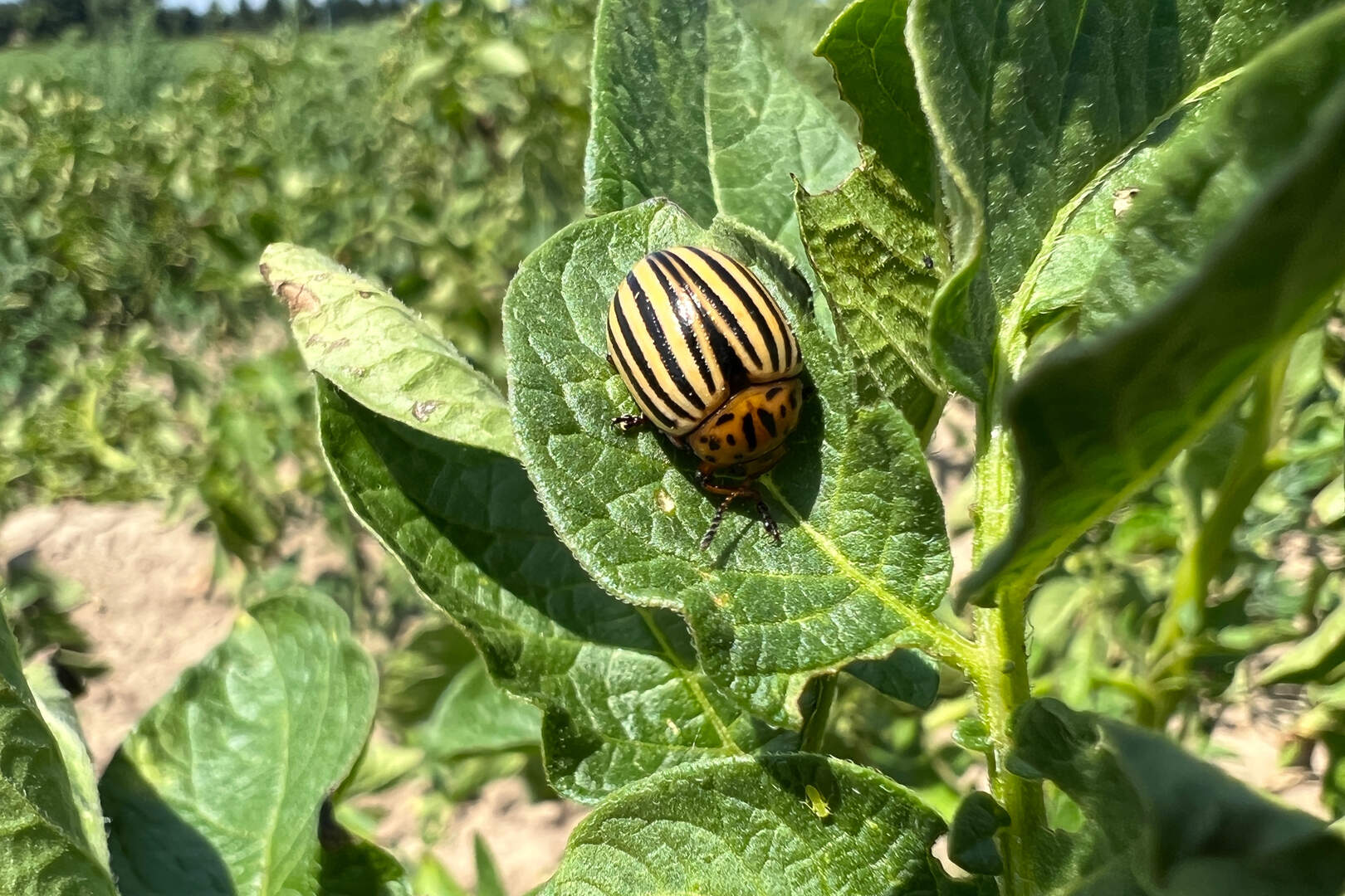 België geeft groen licht voor ‘genetische’ insecticide zonder Europese ...