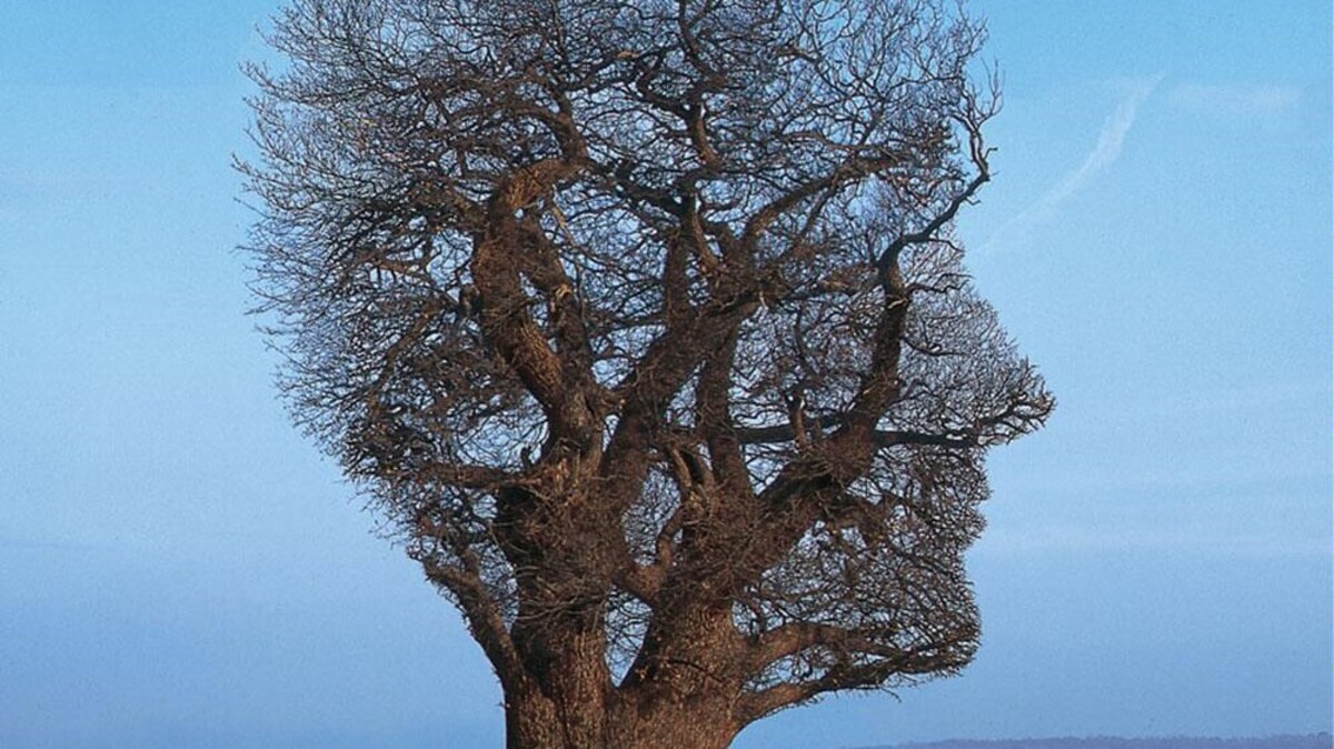 ‘Tree of half life’ (1997) | De Standaard
