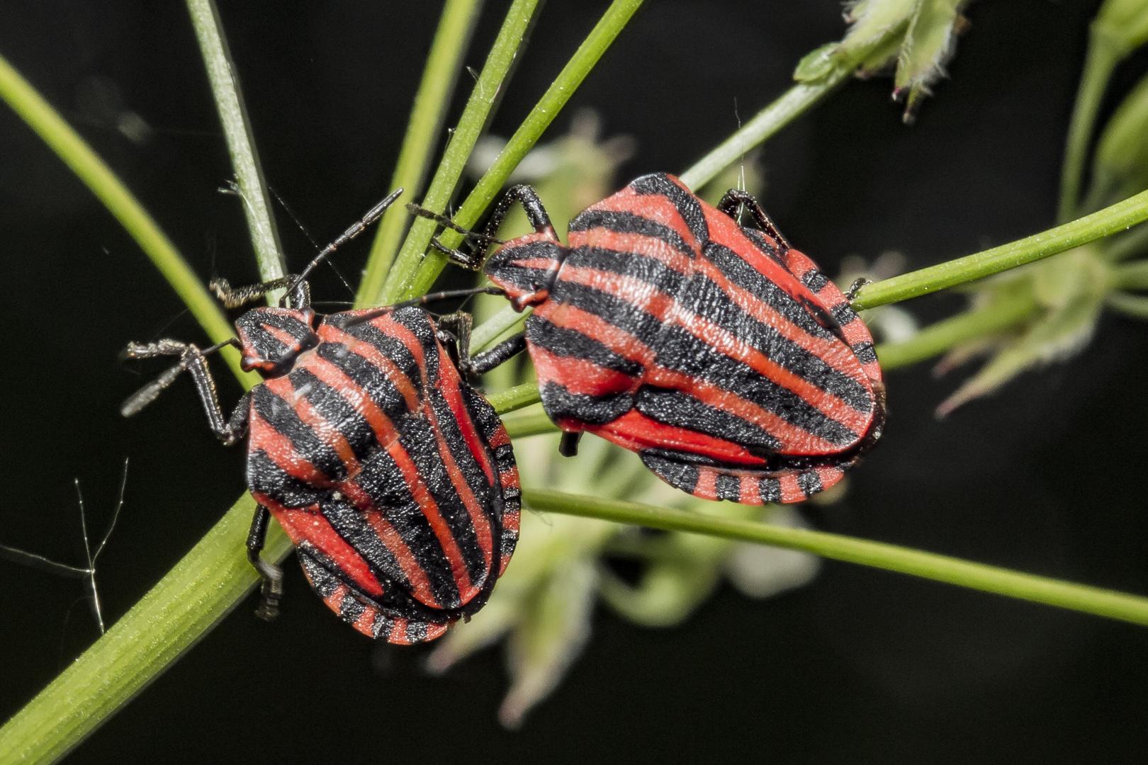 Pyjamawants - Graphosoma lineatum