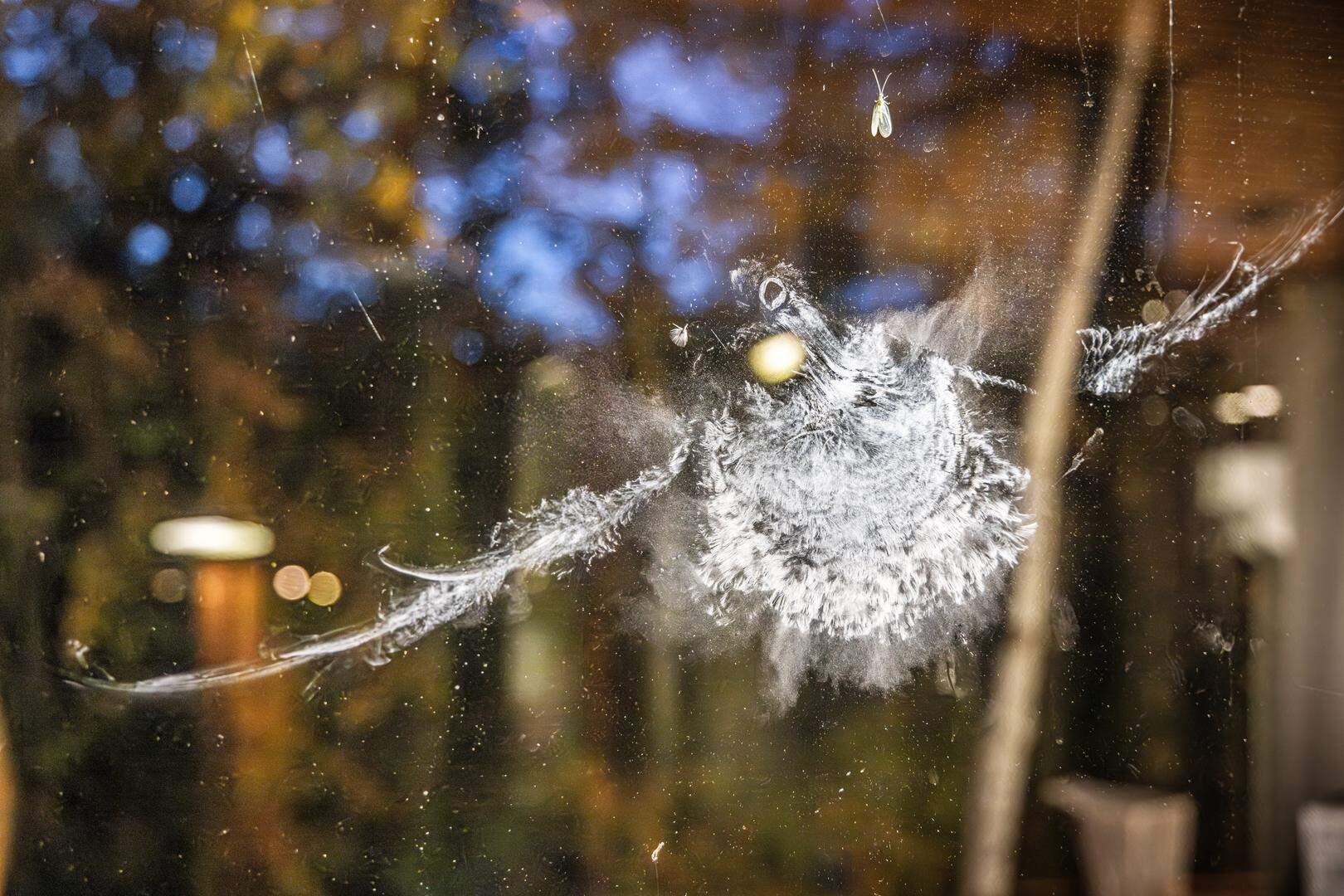 De afdruk van een vogel tegen het raam. Botsingen zijn de tweede grootste doodsoorzaak voor vogels, na huiskatten.