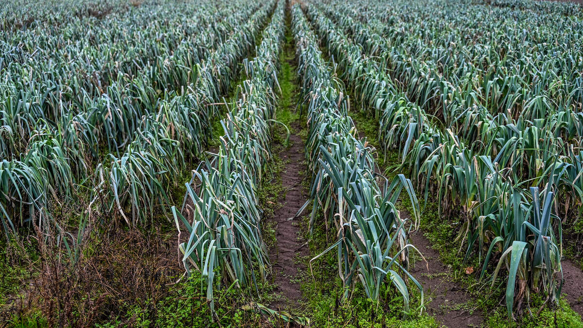 有機農家は1万キロのネギが無駄になる危険にさらされている：「人々が食料品の支払いに苦労しているのに。それは正しくない」 – デ・スタンダード