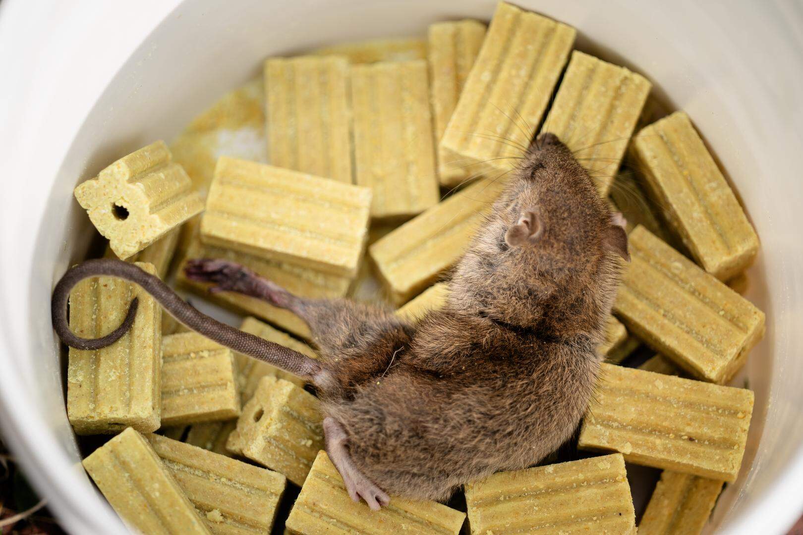 Deze rat overleefde het niet.