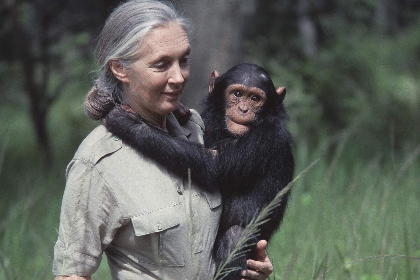 Jane Goodall, de vrouw die de mens in de chimpansee zag | De Standaard