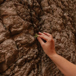 Close up of Jolien De Bow hand touching the only patch of vegetation growing from the wall of the Palais des Papes in Avignon in Vaucluse in Provence in France on July 30, 2026. The small plant contrasts with the massive medieval stone architecture.
Gros plan sur la main de Jolien De Bow touchant le seul point de verdure poussant sur le mur du Palais des Papes a Avignon dans le Vaucluse en Provence en France le 30 Juillet 2026. Cette plante contraste avec l imposante architecture medievale en pierre.